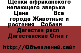 Щенки африканского нелающего зверька  › Цена ­ 35 000 - Все города Животные и растения » Собаки   . Дагестан респ.,Дагестанские Огни г.